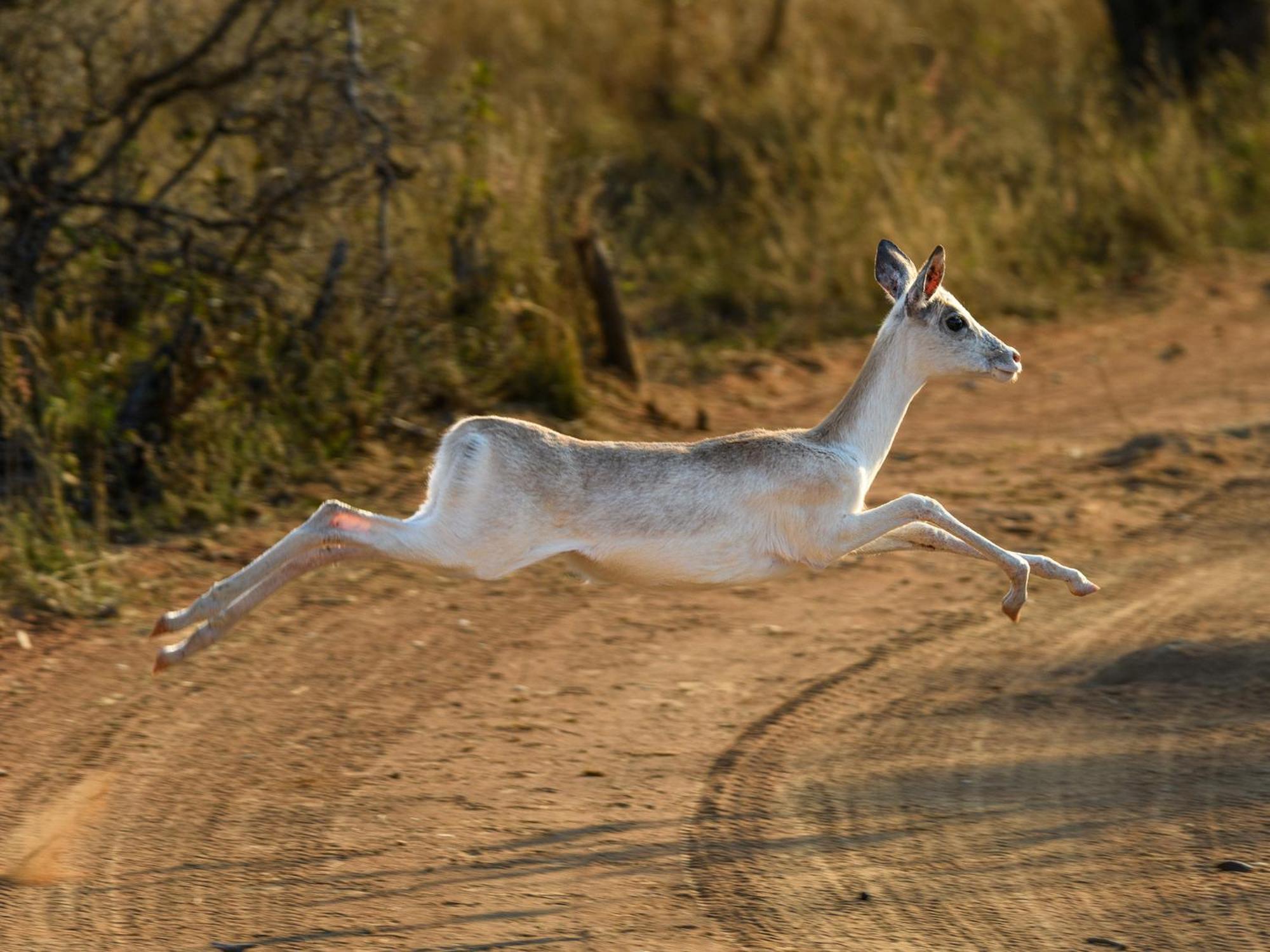 Villa Waterberg Game Park Mokopane Exterior foto