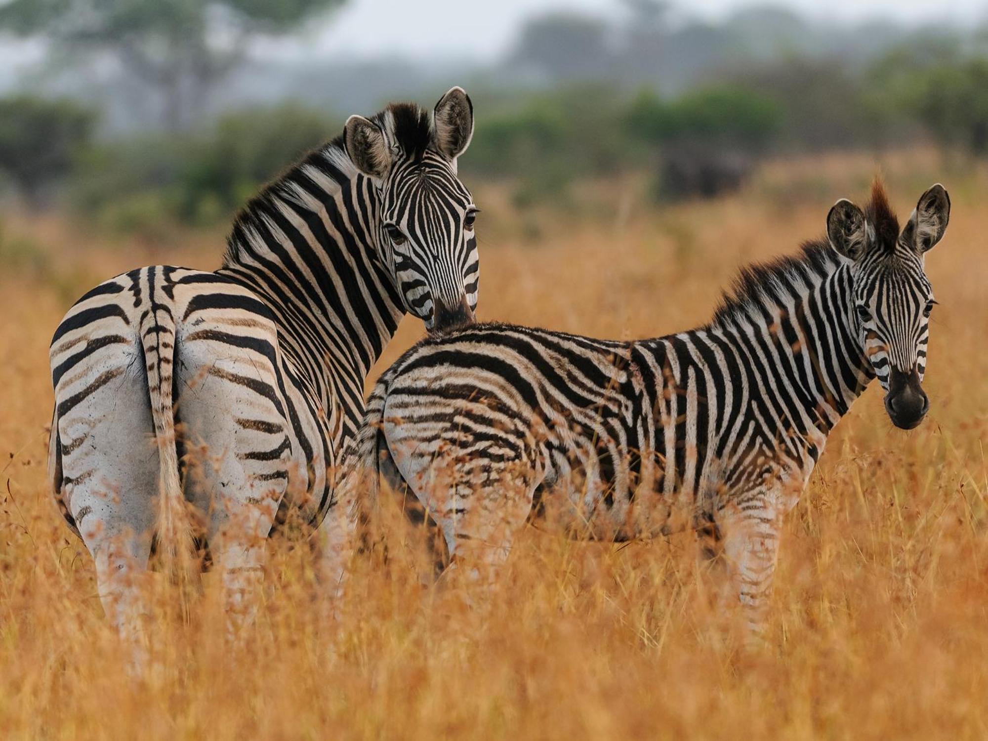 Villa Waterberg Game Park Mokopane Exterior foto
